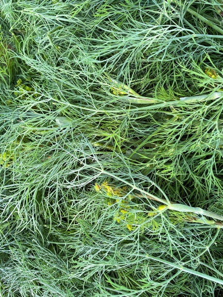 dill