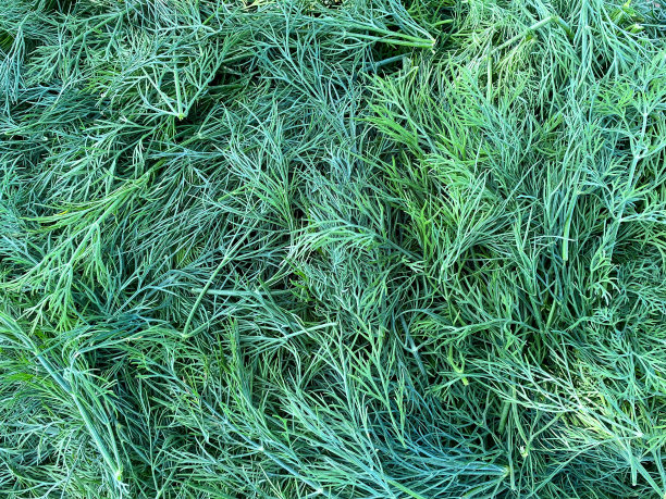 dill