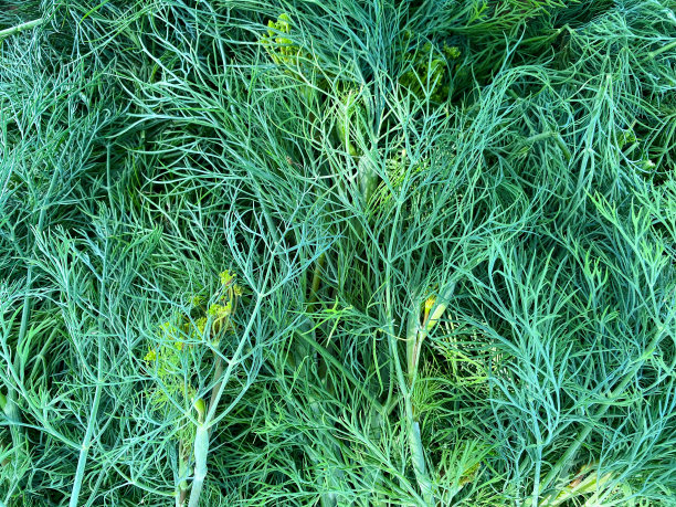 dill