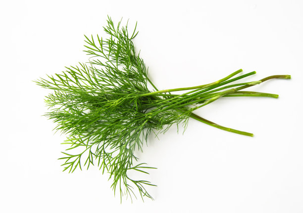 fennel