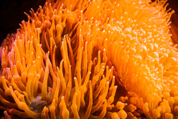 anemonefish
