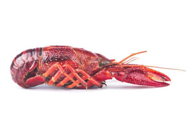 mudbugs