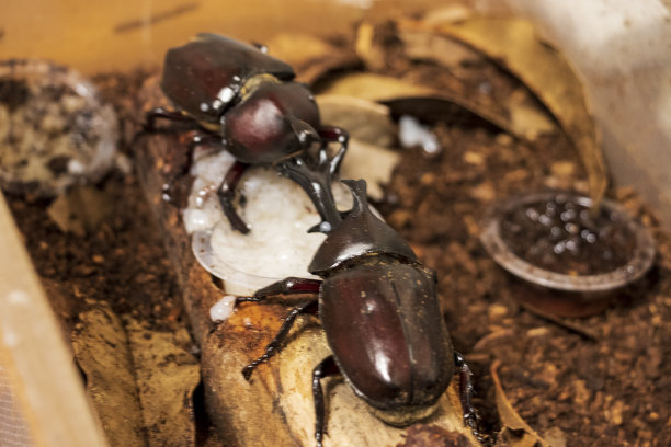 beetles