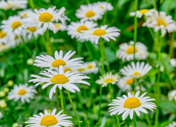 pyrethrum