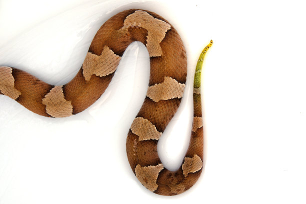 copperhead