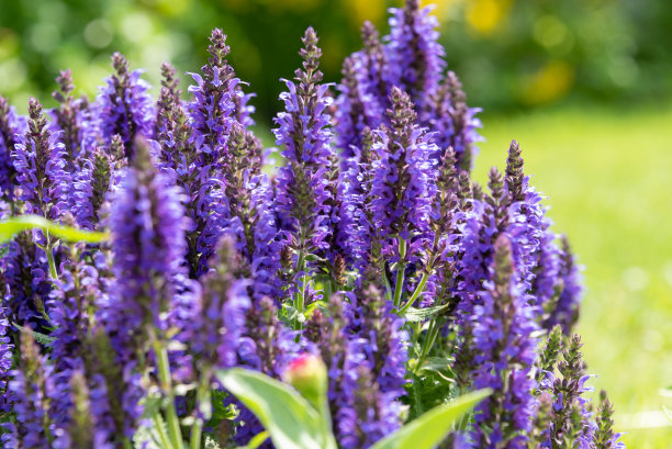 salvia