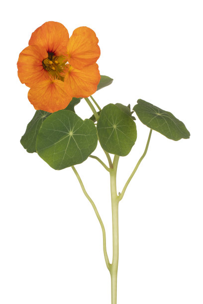 nasturtium