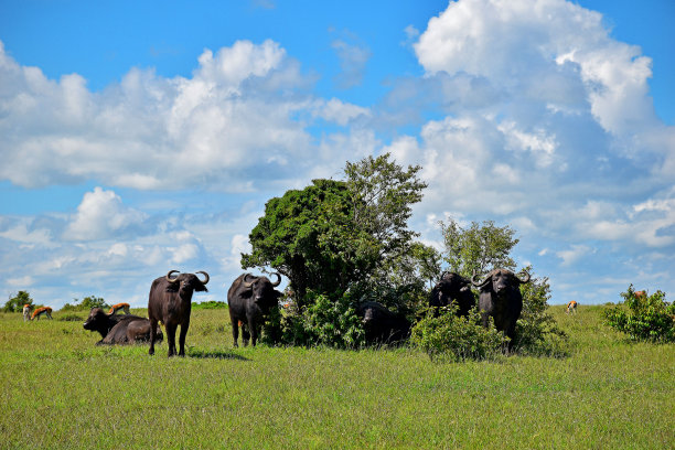 savanna