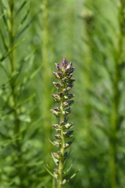 liatris