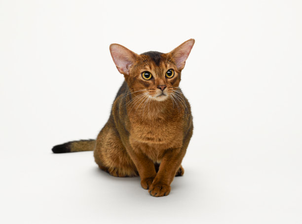 abyssinian猫