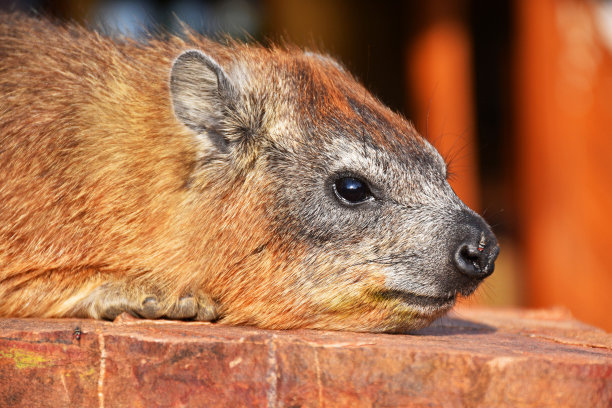 hyracoidea