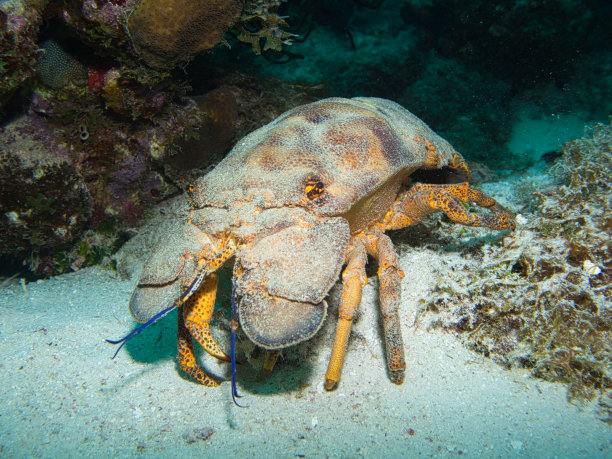 crustacean