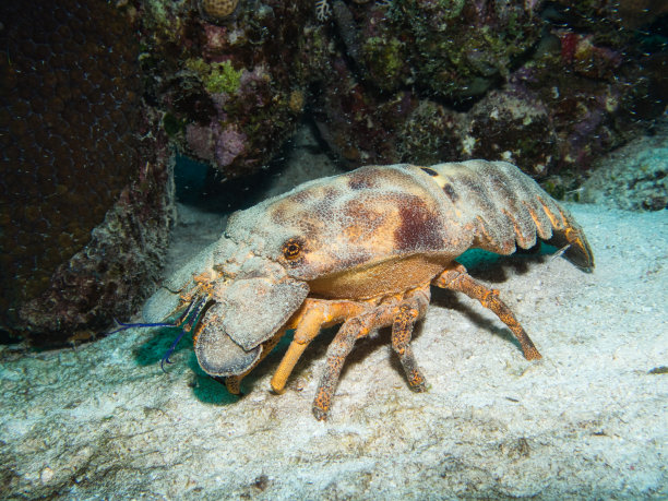 crustacean