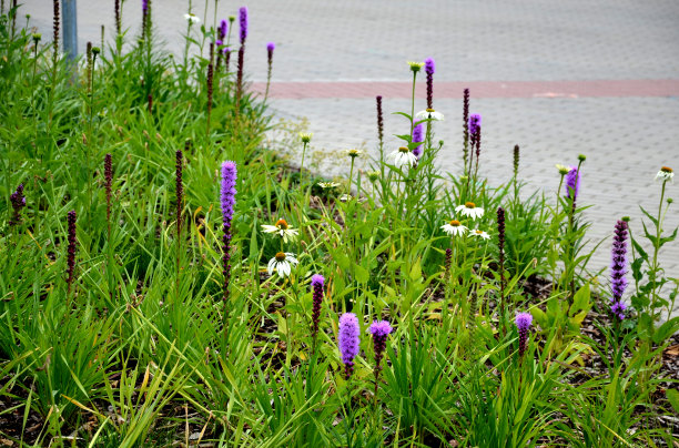 liatris