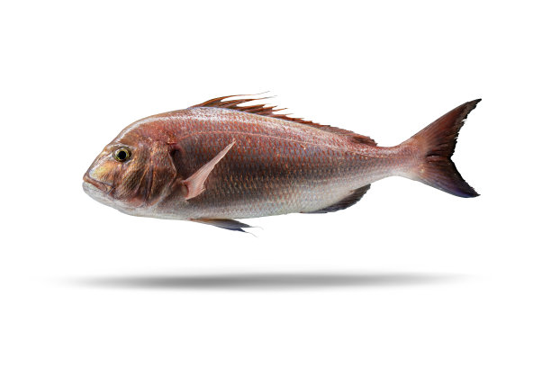 snapper