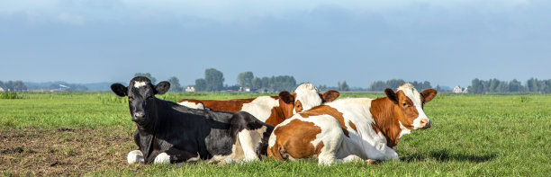 dairy