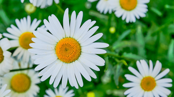 pyrethrum