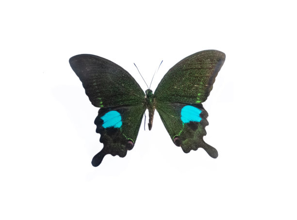 morpho
