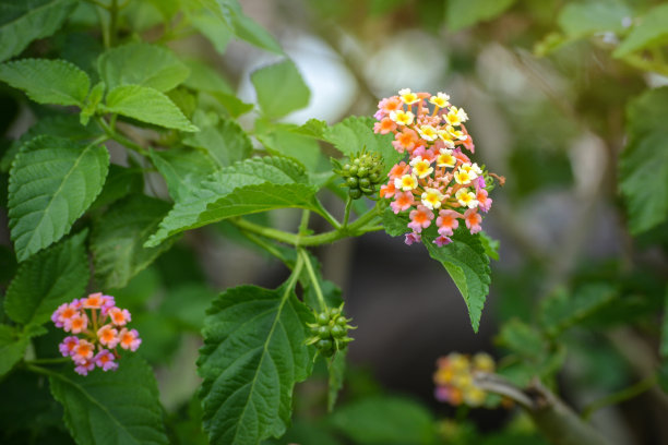 lantana