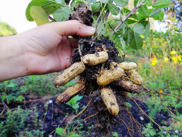 earthnut