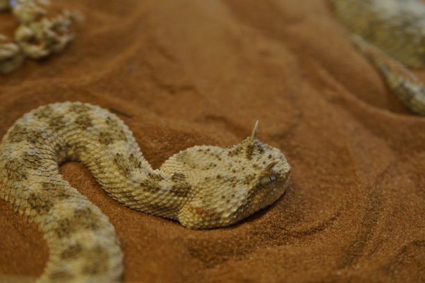 atheris