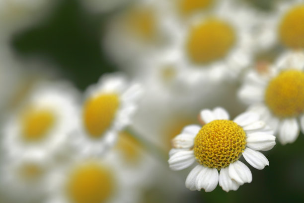 pyrethrum