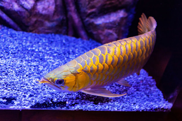 arowana