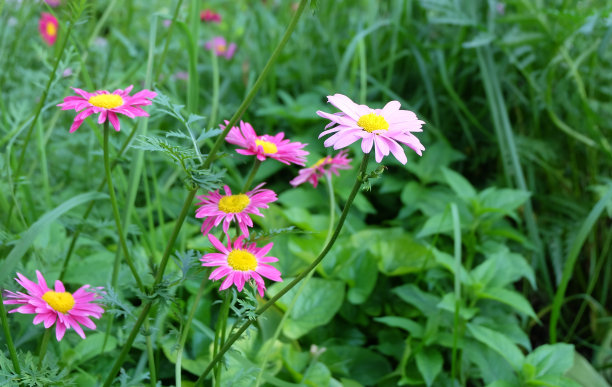 pyrethrum