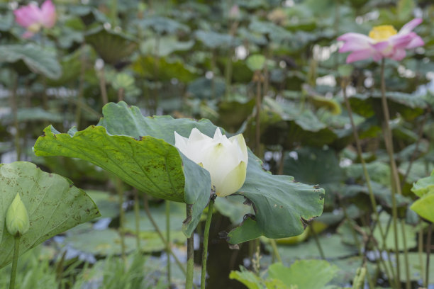 园林水生植物-白色睡莲