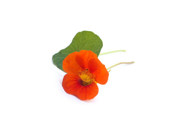 nasturtium