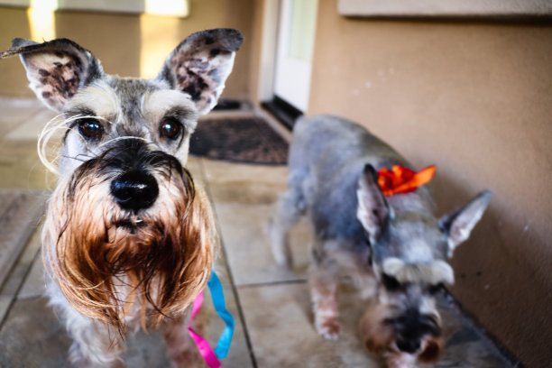 schnauzer