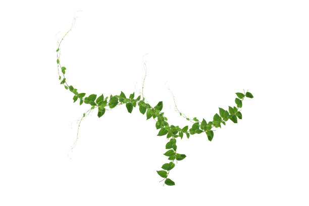 有蔓植物