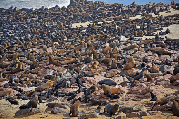 colony
