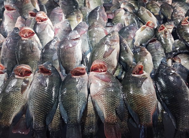 tilapia