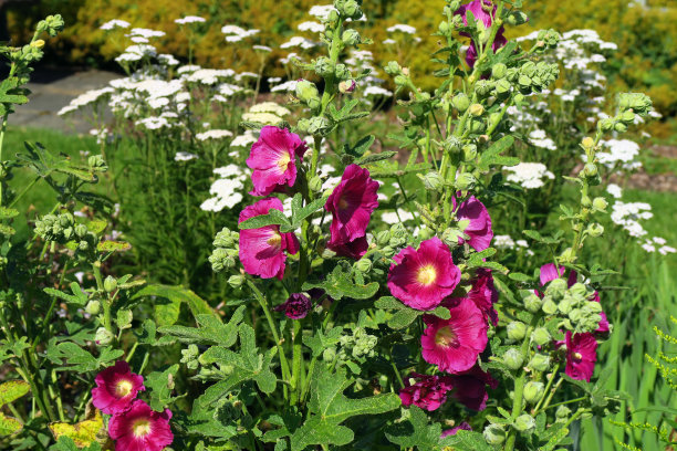 stockrose