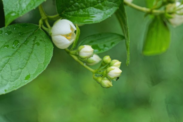buds