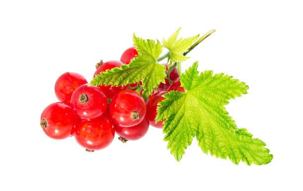 redcurrant