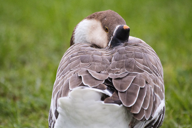 branta