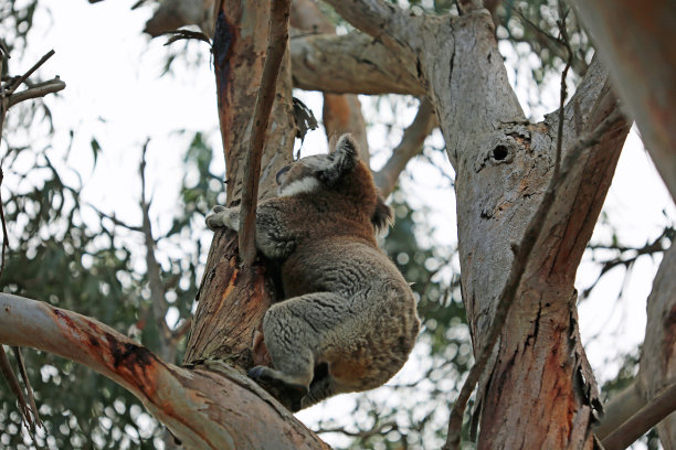 koala