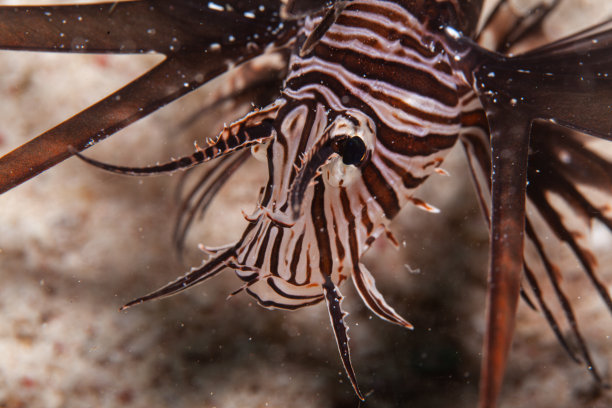 lionfish