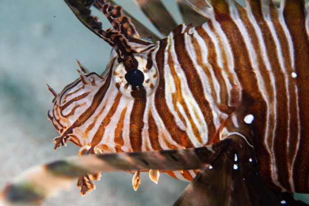 lionfish