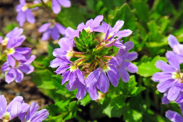 lobelia