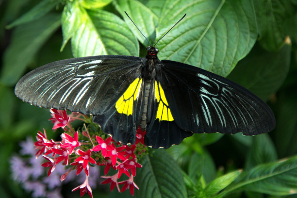 ornithoptera