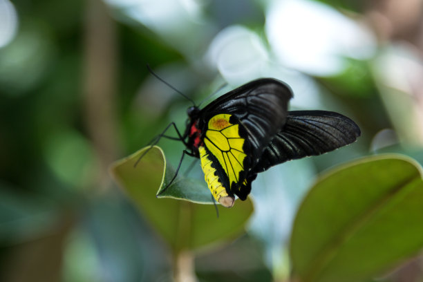 ornithoptera