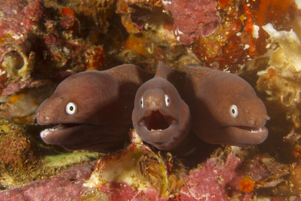 moray