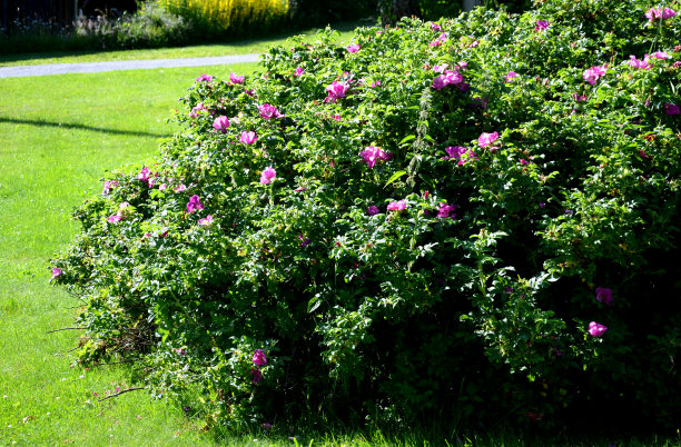 rugosa