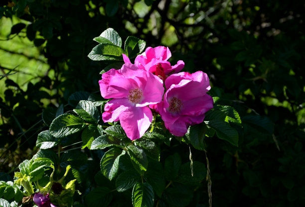 rugosa