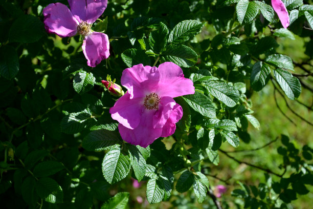 rugosa