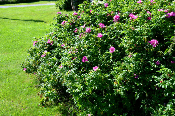 rugosa