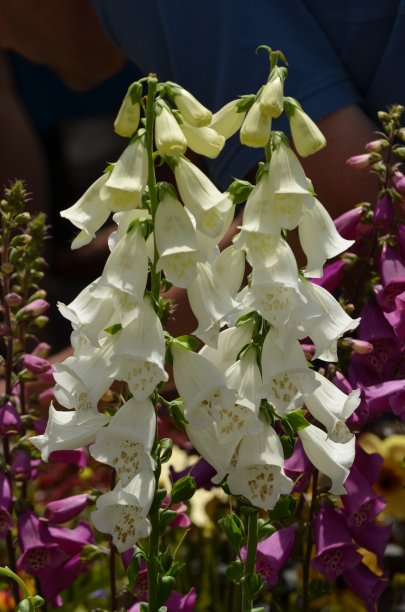 digitalis